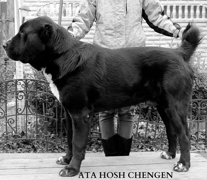 середньоазіатська вівчарка середньоазіатська вівчарка