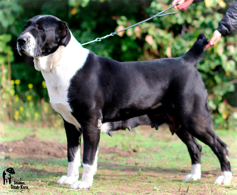 середньоазіатська вівчарка середньоазіатська вівчарка