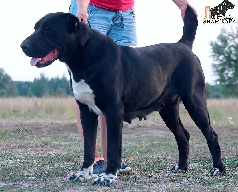 середньоазіатська вівчарка середньоазіатська вівчарка