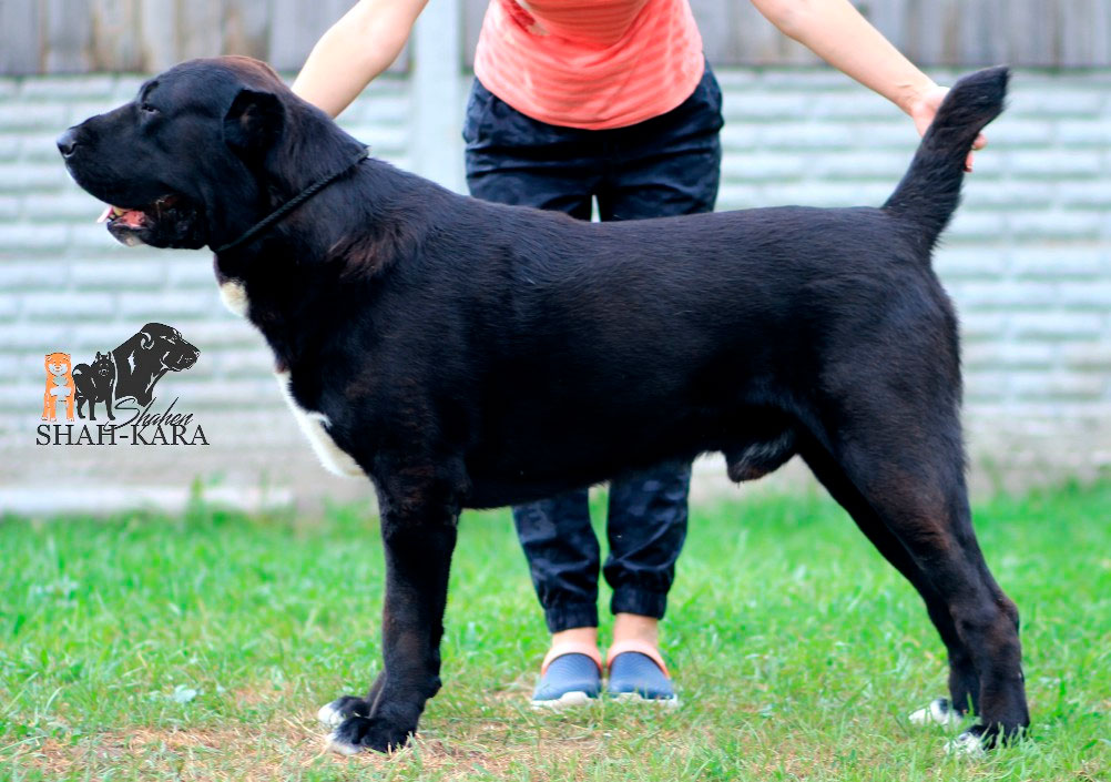 середньоазіатська вівчарка середньоазіатська вівчарка