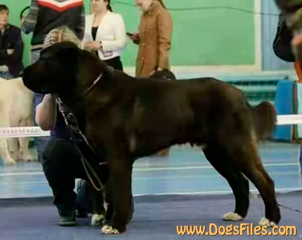 середньоазіатська вівчарка середньоазіатська вівчарка